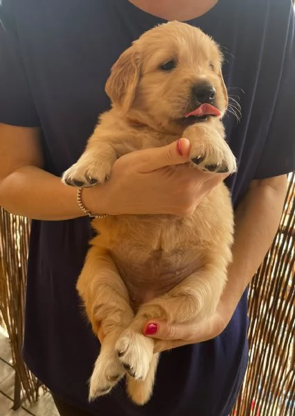Cuccioli di golden retriever con pedigree
