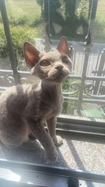 Devon rex femmina 