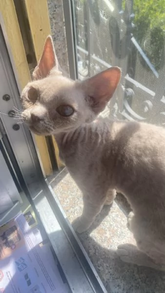 Devon rex femmina  | Foto 3