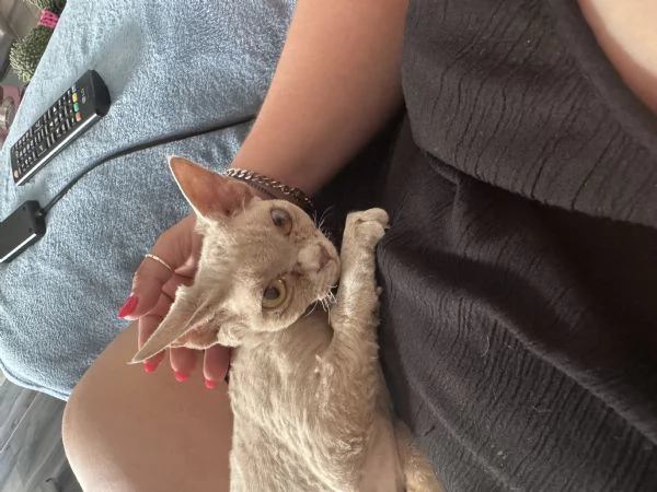 Devon rex femmina  | Foto 2
