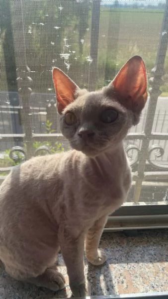Devon rex femmina  | Foto 1