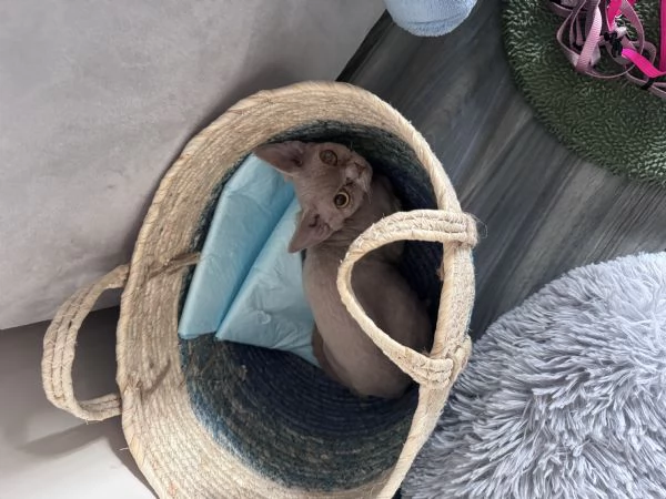 Devon rex femmina  | Foto 0