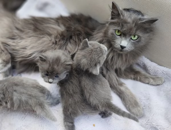 Gattini Nebelung  | Foto 3