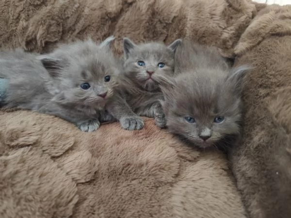 Gattini Nebelung  | Foto 0
