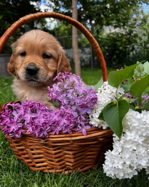 Cucciolata strepitosa golden retriever linea inglese