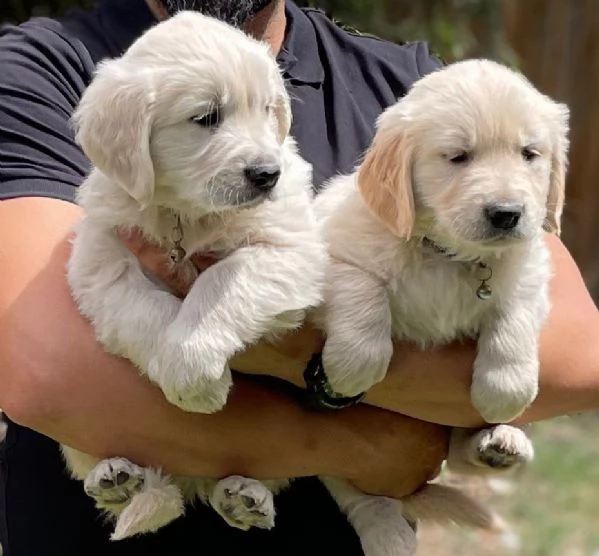Golden retriever cuccioli