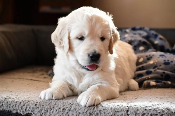 Cuccioli maschi di Golden Retriever | Foto 0