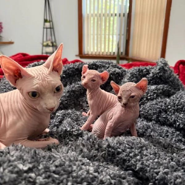 SPHYNX