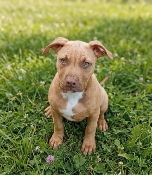 Cucciola American Pitbull terrier | Foto 1