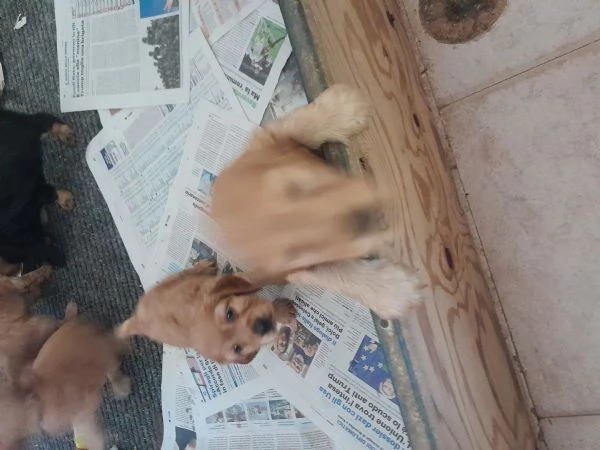 Cuccioli di Coker spaniel inglese  | Foto 2