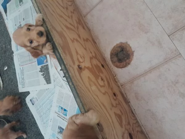 Cuccioli di Coker spaniel inglese  | Foto 1