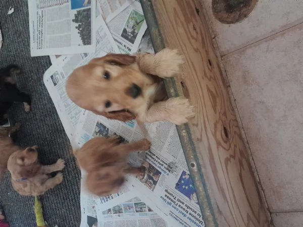 Cuccioli di Coker spaniel inglese  | Foto 0