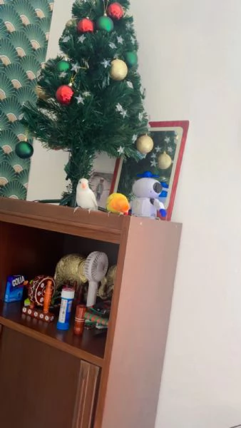 Coppia inseparabili allevati a mano | Foto 4