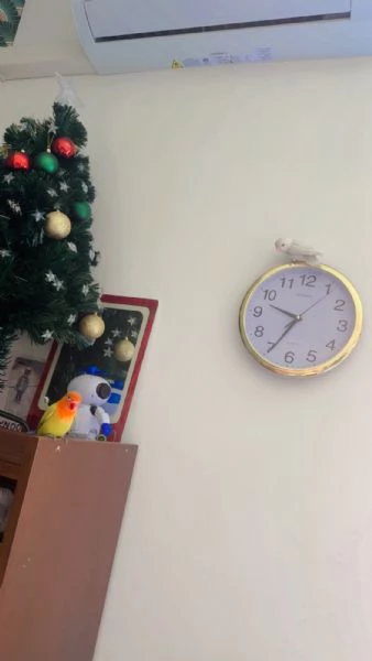 Coppia inseparabili allevati a mano | Foto 1