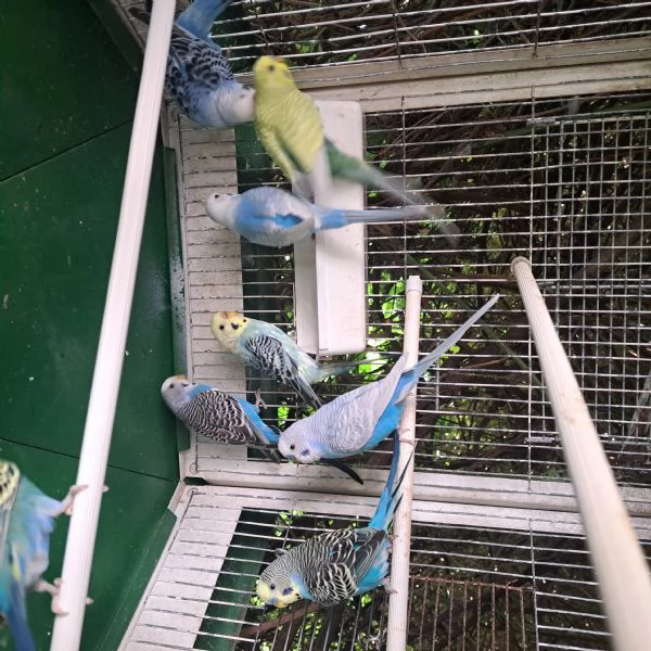 Cocorite  | Foto 2