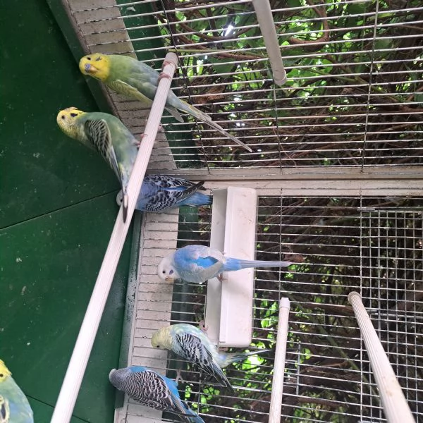 Cocorite  | Foto 1