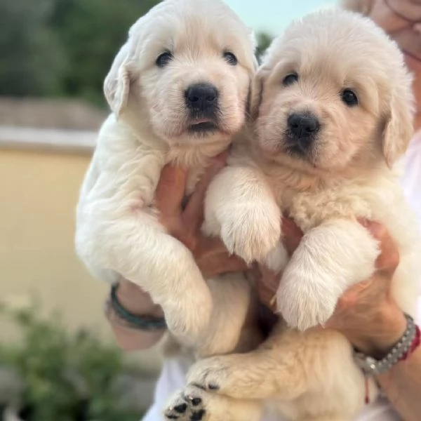 Cuccioli Golden retriever 
