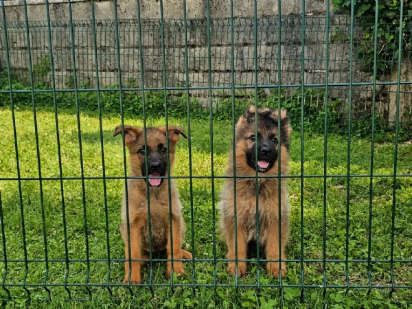 Cuccioli pastore tedesco grigi focati con pedigree