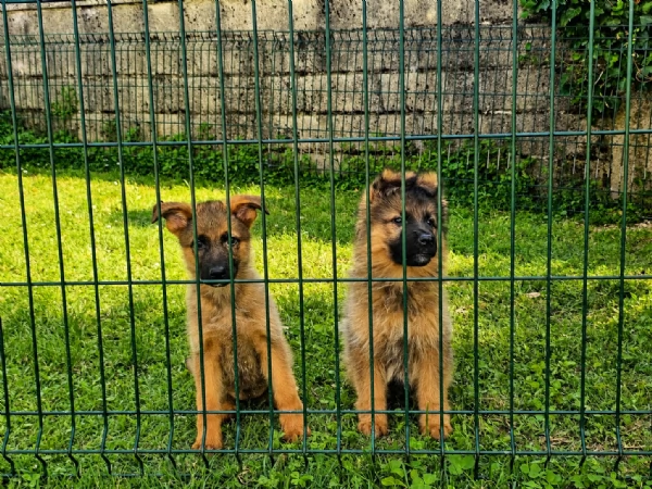 Cuccioli pastore tedesco grigi focati con pedigree | Foto 0