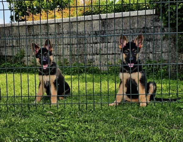 Cucciole pastore tedesco con pedigree