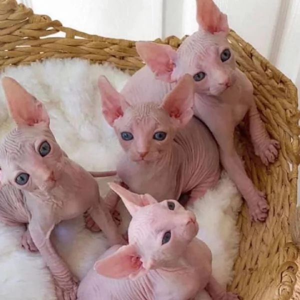 Disponibili gattini Sphynx san