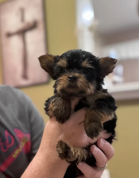 Cuccioli di Yorkshire adorabili