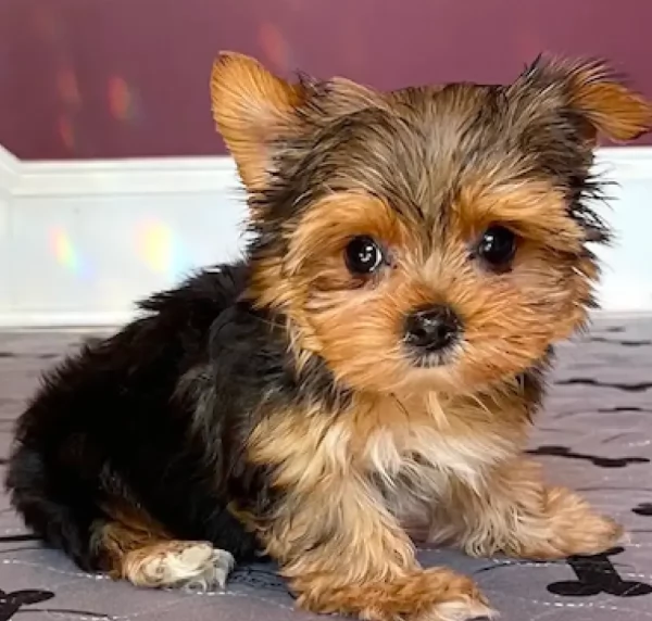 Yorkie cresciuti in casa e abituati a fare i bisogni fuori
