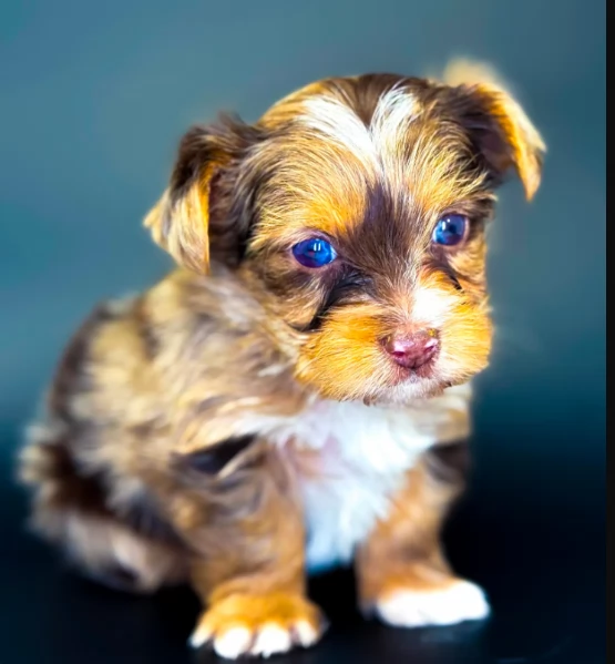 Cuccioli di Yorkshire dal musetto adorabile