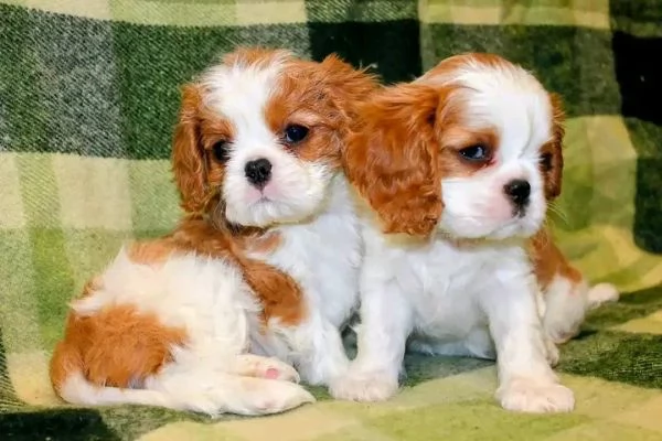 ?Cuccioli di Cavalier King Charles Spaniel in cerca di una famiglia amorevole  | Foto 1