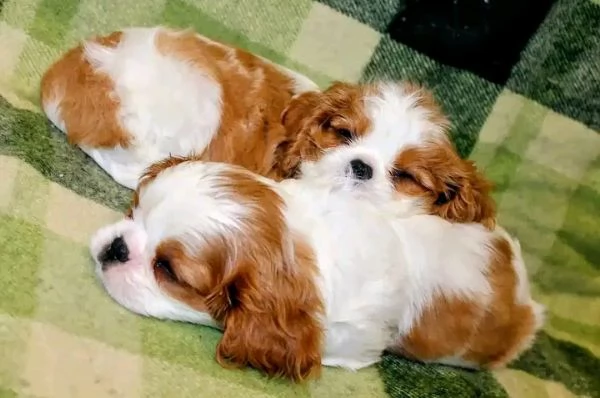 ?Cuccioli di Cavalier King Charles Spaniel in cerca di una famiglia amorevole  | Foto 0