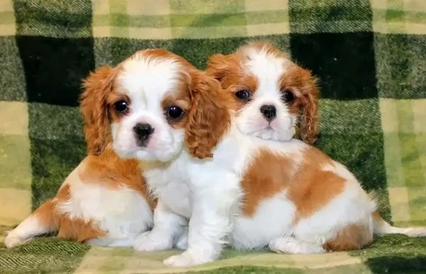 ?Cuccioli di Cavalier King Charles Spaniel in cerca di una famiglia amorevole 