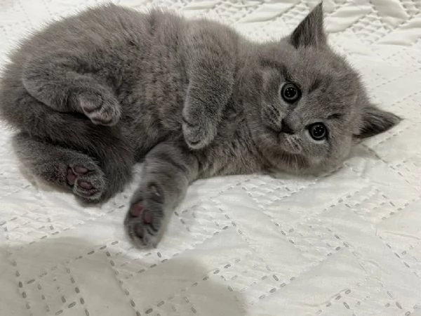 Cuccioli British Shorthair | Foto 0