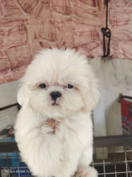 ?Bellissimi cuccioli di Shih Tzu. | Foto 1