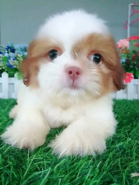?Bellissimi cuccioli di Shih Tzu. | Foto 0