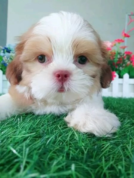 ?Bellissimi cuccioli di Shih Tzu.