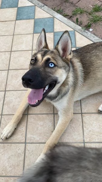 Splendida incrocio Husky/Pastore Tedesco | Foto 5