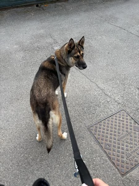 Splendida incrocio Husky/Pastore Tedesco | Foto 4