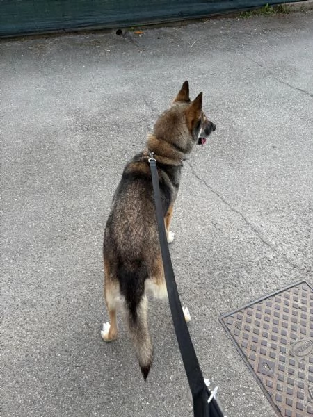 Splendida incrocio Husky/Pastore Tedesco | Foto 3