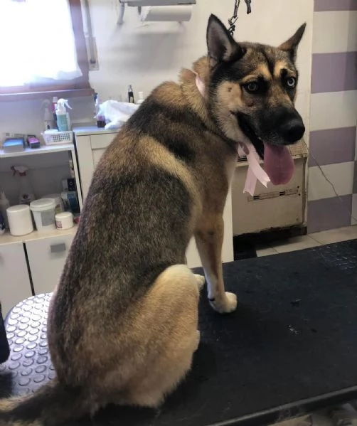 Splendida incrocio Husky/Pastore Tedesco | Foto 2