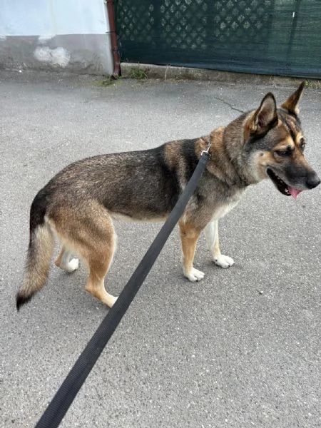 Splendida incrocio Husky/Pastore Tedesco | Foto 1