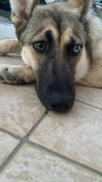 Splendida incrocio Husky/Pastore Tedesco