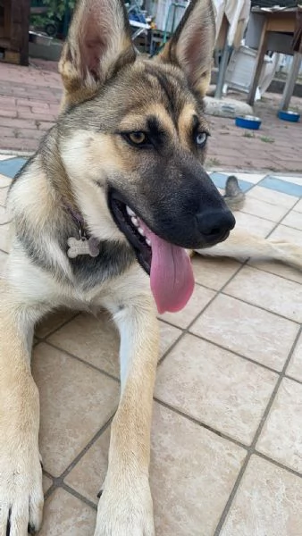 Splendida incrocio Husky/Pastore Tedesco | Foto 0
