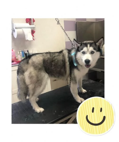 Husky maschio di 5 anni | Foto 0