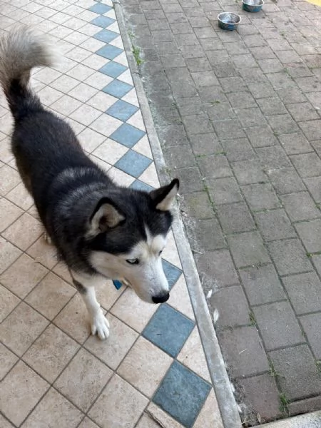 Husky maschio di 5 anni