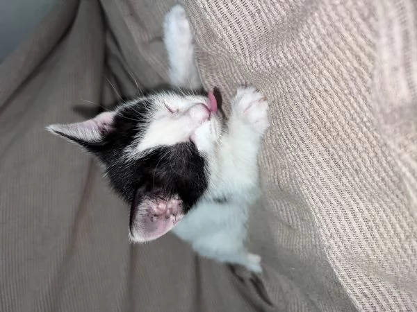 Gattina cerca casa 