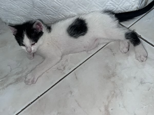 Gattina cerca casa  | Foto 1