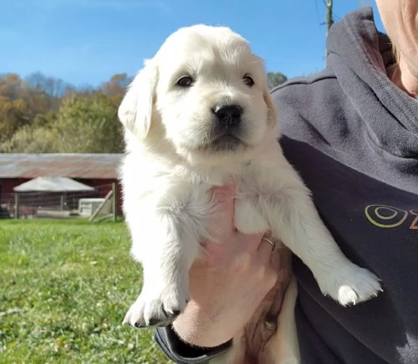 Golden retriever cuccioli