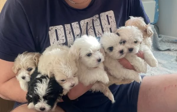 Cuccioli di Bichon Maltese disponibili per l'adozione.