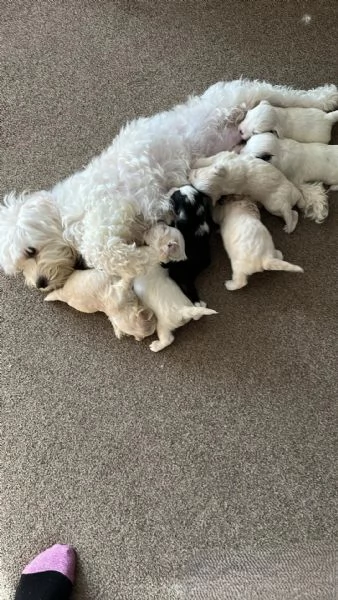 Cuccioli di Bichon Maltese disponibili per l'adozione. | Foto 1
