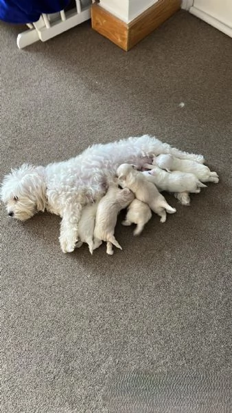 Cuccioli di Bichon Maltese disponibili per l'adozione. | Foto 0